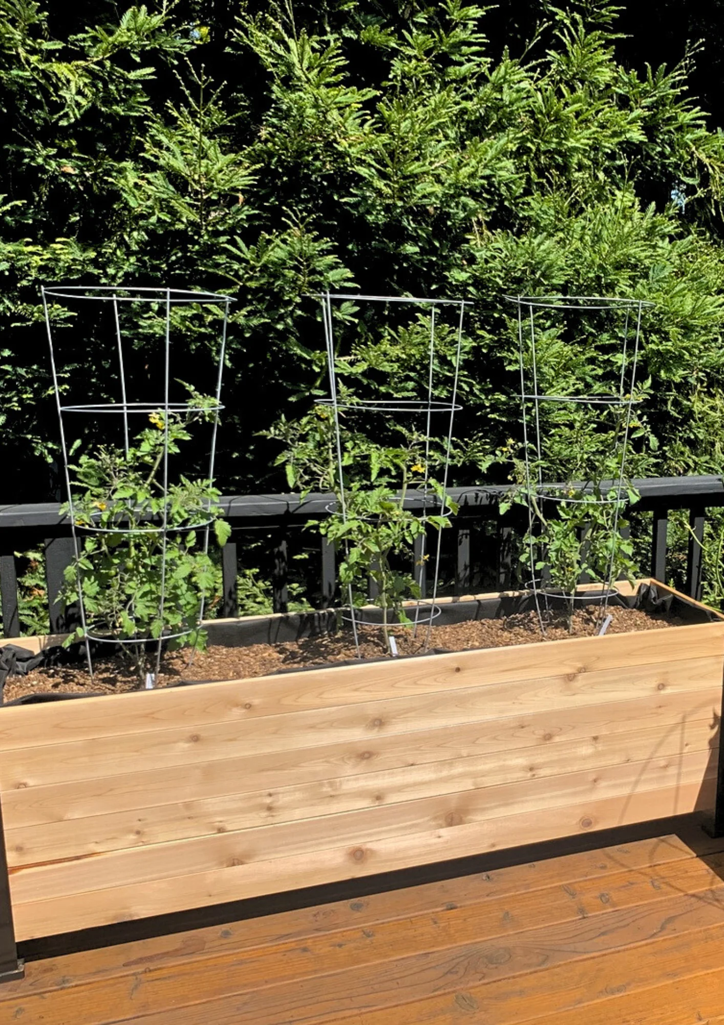 E-book: Tomato planting guide - Image 5