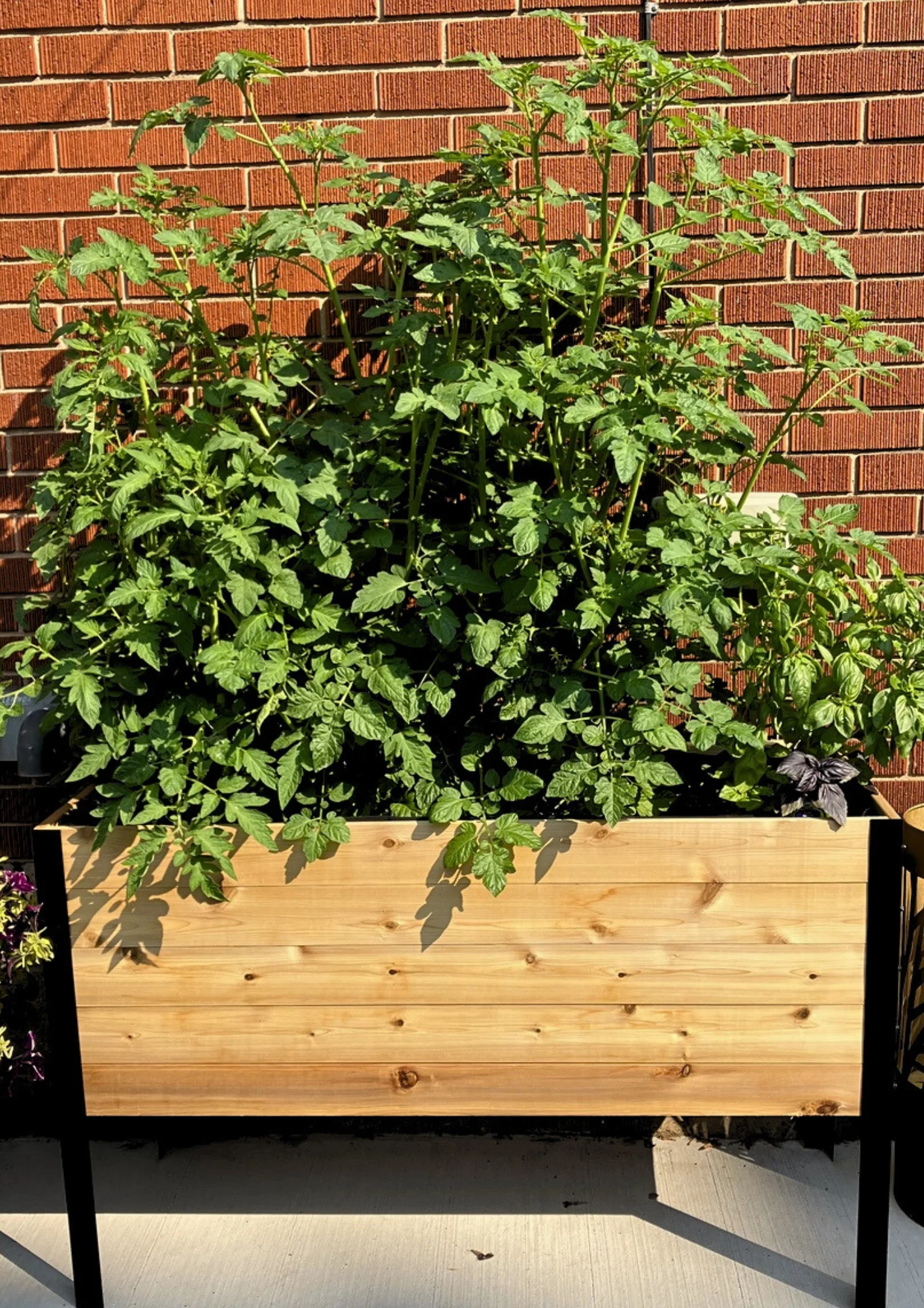 E-book: Tomato planting guide - Image 6