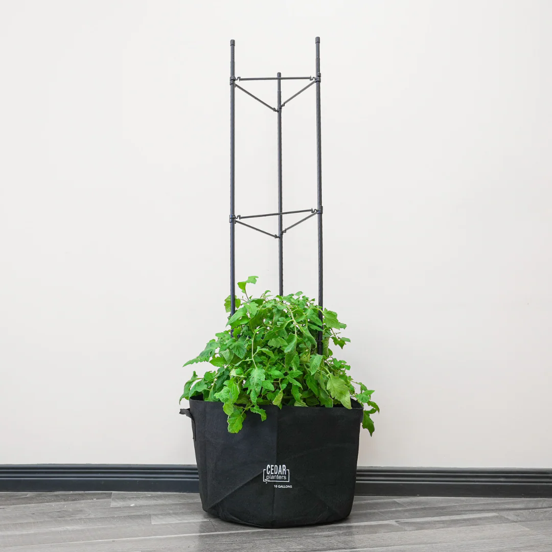 Veggie Grow Duo - Image 6